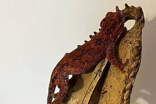 Gekon gargulcowy blotch, Śląskie, Bielsko-Biała