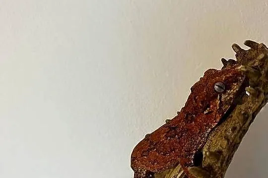 Gekon gargulcowy blotch, Śląskie, Bielsko-Biała