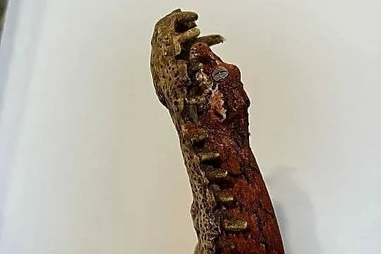 Gekon gargulcowy blotch, Śląskie, Bielsko-Biała