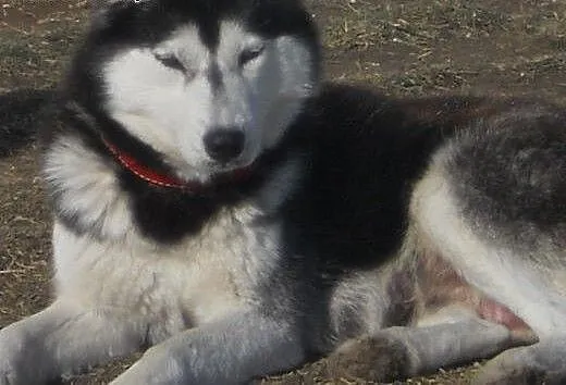 - Suczka Siberian Husky - Iskierka, kujawsko-pomo