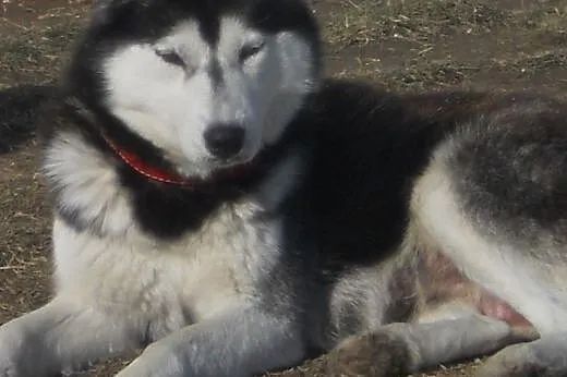 - Suczka Siberian Husky - Iskierka,  kujawsko-pomo