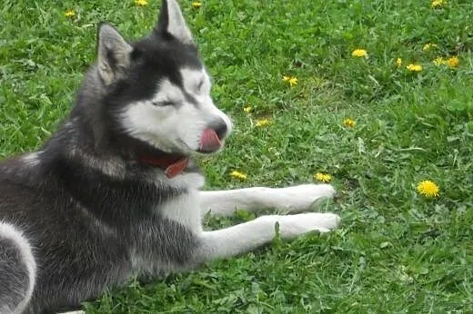 - Suczka Siberian Husky - Iskierka,  kujawsko-pomo
