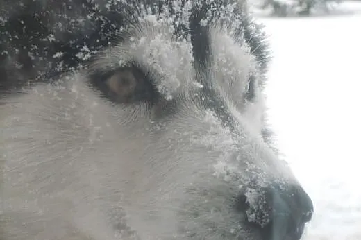 - Suczka Siberian Husky - Iskierka,  kujawsko-pomo