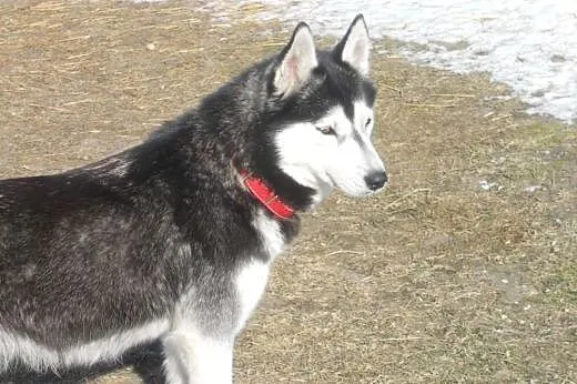 - Suczka Siberian Husky - Iskierka,  kujawsko-pomo