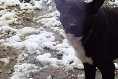 Nieśmiały Zyzio szuka domku ,  małopolskie Gorlice