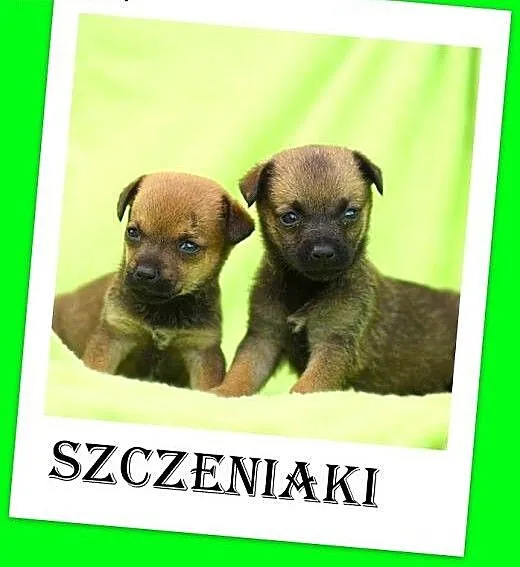 Cztery szczeniaki,średnie docelowo,pieski,suczki,s