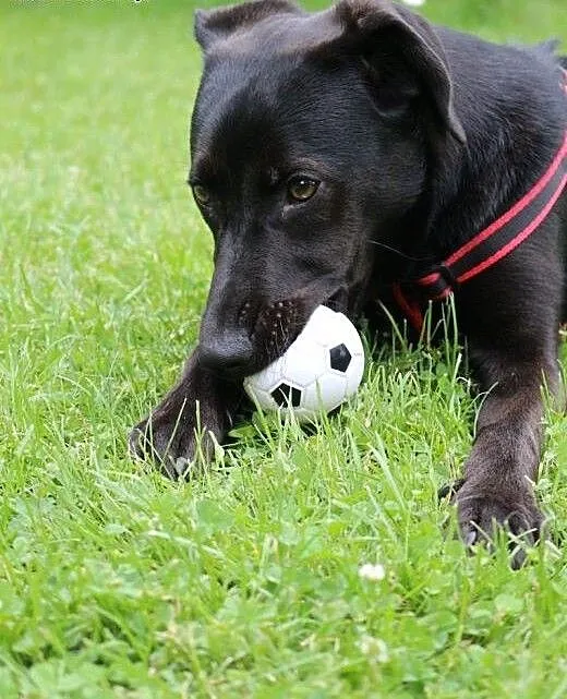Węgielek - 8 miesięczny szczeniak do adopcji, maz