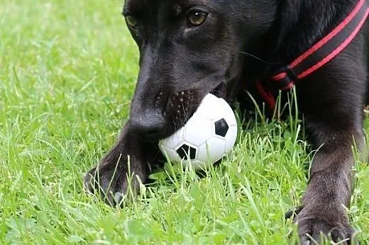 Węgielek - 8 miesięczny szczeniak do adopcji,  maz