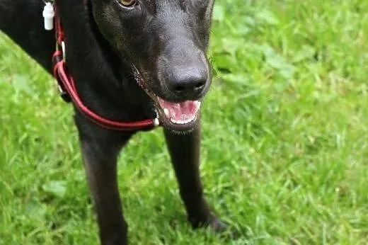 Węgielek - 8 miesięczny szczeniak do adopcji,  maz