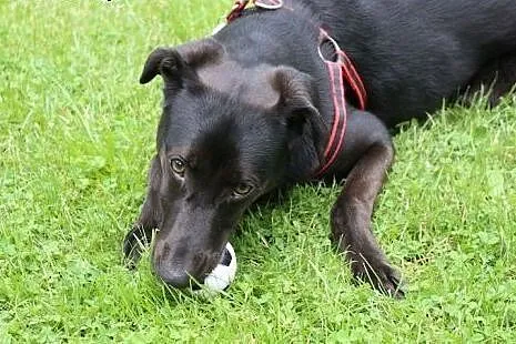 Węgielek - 8 miesięczny szczeniak do adopcji,  maz
