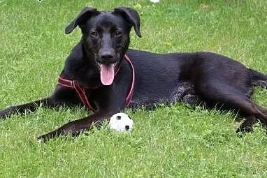 Węgielek - 8 miesięczny szczeniak do adopcji,  maz