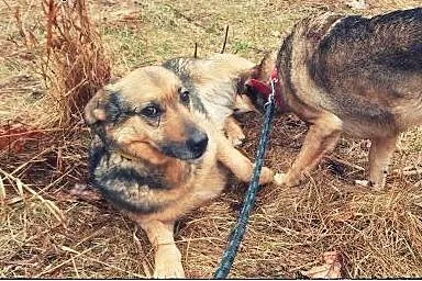 KLUSECZKA - cudowna sunia do adopcji!,  mazowiecki