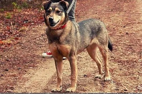 KLUSECZKA - cudowna sunia do adopcji!,  mazowiecki