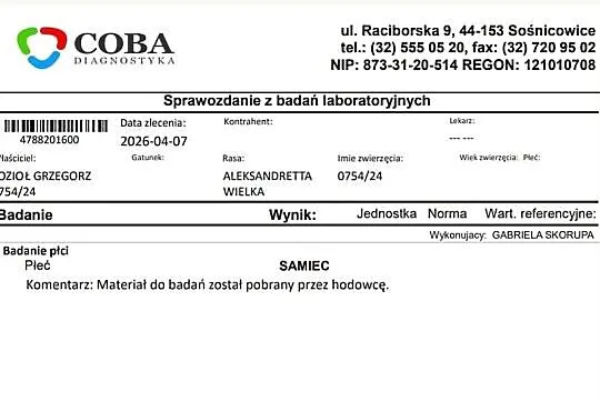 Aleksandretty wielkie, Małopolskie, Łużna