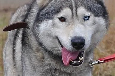WITO- wesoły i łagodny pies husky do adopcji,  zac