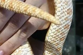 Dorosła samica Heterodon zachodni Yellow Albino