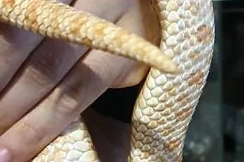 Dorosła samica Heterodon zachodni Yellow Albino, Dolnośląskie, Głogów