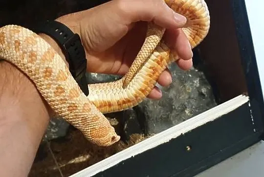 Dorosła samica Heterodon zachodni Yellow Albino, Dolnośląskie, Głogów