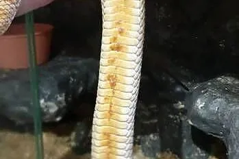 Dorosła samica Heterodon zachodni Yellow Albino, Dolnośląskie, Głogów
