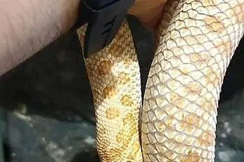 Dorosła samica Heterodon zachodni Yellow Albino, Dolnośląskie, Głogów