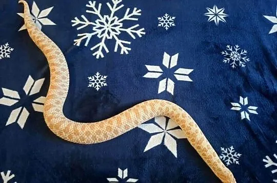Dorosła samica Heterodon zachodni Yellow Albino, Dolnośląskie, Głogów