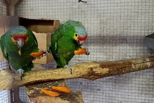 Amazonki Żółtolice