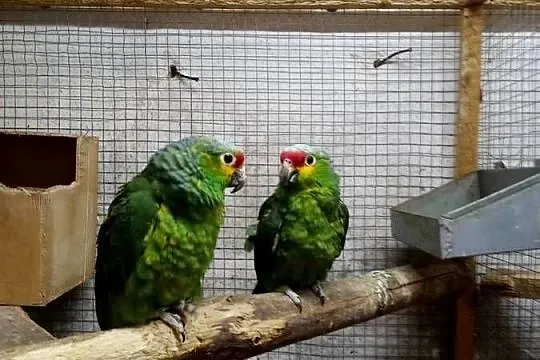 Amazonki Żółtolice, Wielkopolskie, Rakoniewice