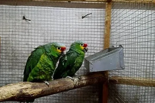 Amazonki Żółtolice, Wielkopolskie, Rakoniewice
