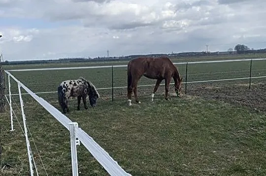 Kupię klacz/wałach, Mazowieckie, Siedlce