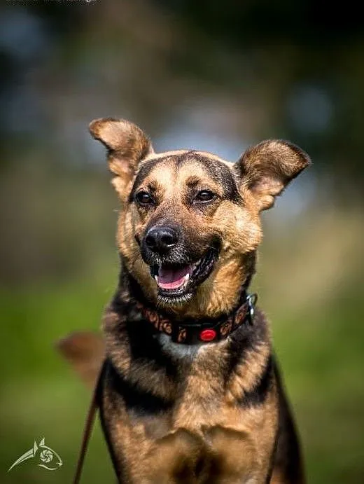 FILIP- uroczy, młody, do adopcji!, świętokrzyskie