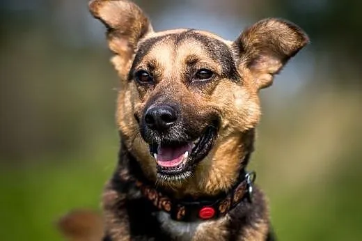 FILIP- uroczy, młody, do adopcji!, świętokrzyskie Kielce