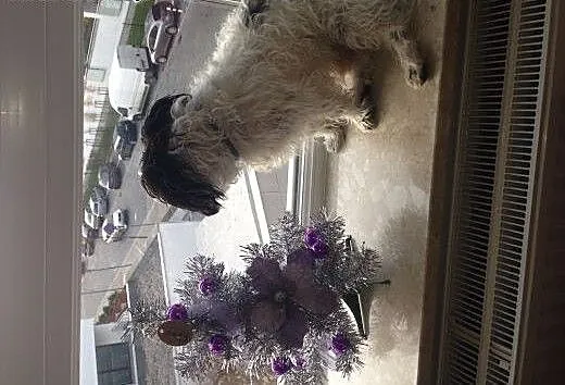 Cudny Ryszard Maltipoo Arlekin, mazowieckie Warsz