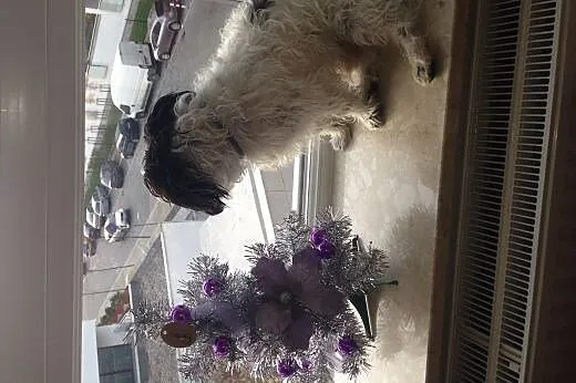 Cudny Ryszard Maltipoo Arlekin,  mazowieckie Warsz