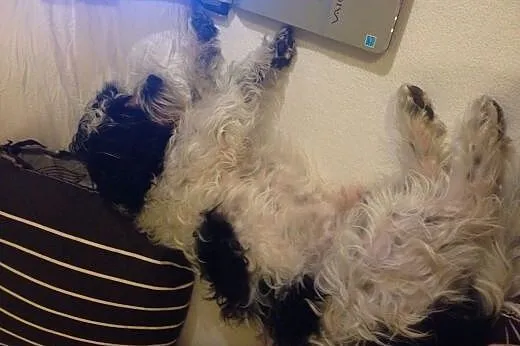 Cudny Ryszard Maltipoo Arlekin,  mazowieckie Warsz