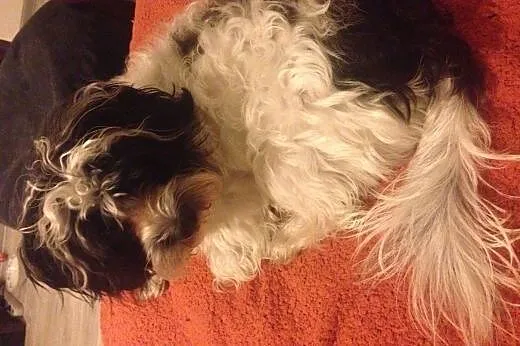 Cudny Ryszard Maltipoo Arlekin,  mazowieckie Warsz
