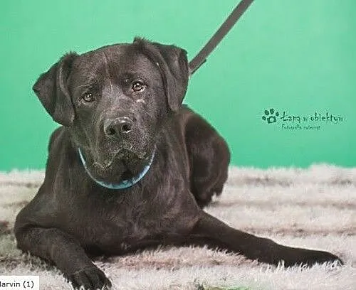 Marvin czarny labrador do adopcji