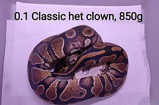 Pyton królewski samice classic het clown, Mazowieckie, Warszawa
