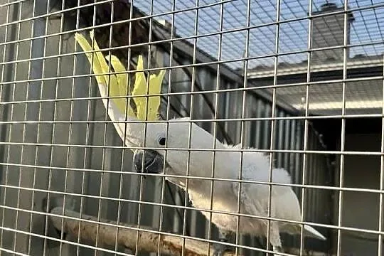 Kakadu triton sprzedam