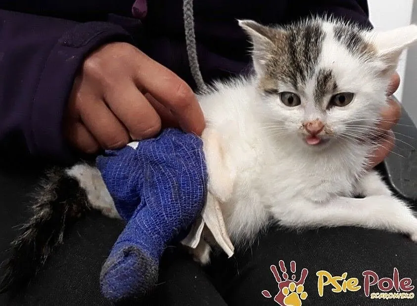 TROCINKA-super śliczna, maleńka kotka po wypadku szuka domu, adopcja, Małopolskie, Kraków