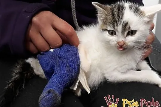 TROCINKA-super śliczna, maleńka kotka po wypadku szuka domu, adopcja, Małopolskie, Kraków