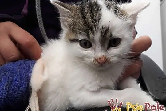 TROCINKA-super śliczna, maleńka kotka po wypadku szuka domu, adopcja, Małopolskie, Kraków