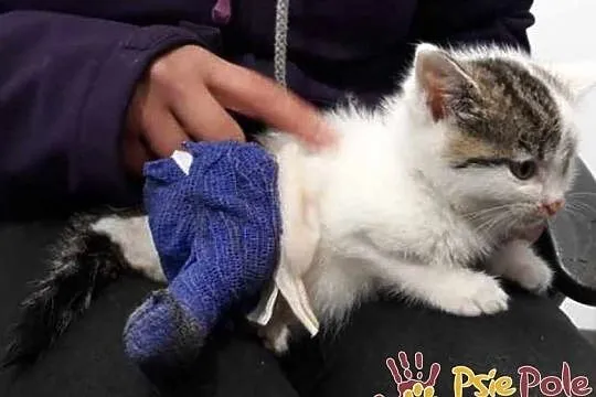 TROCINKA-super śliczna, maleńka kotka po wypadku szuka domu, adopcja, Małopolskie, Kraków