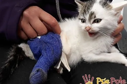 TROCINKA-super śliczna, maleńka kotka po wypadku szuka domu, adopcja, Małopolskie, Kraków