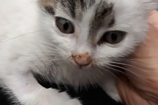 TROCINKA-super śliczna, maleńka kotka po wypadku szuka domu, adopcja, Małopolskie, Kraków