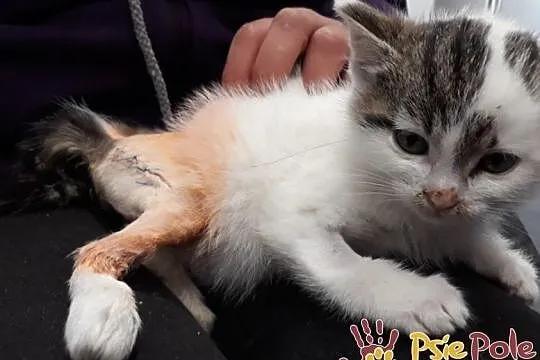 TROCINKA-super śliczna, maleńka kotka po wypadku szuka domu, adopcja, Małopolskie, Kraków
