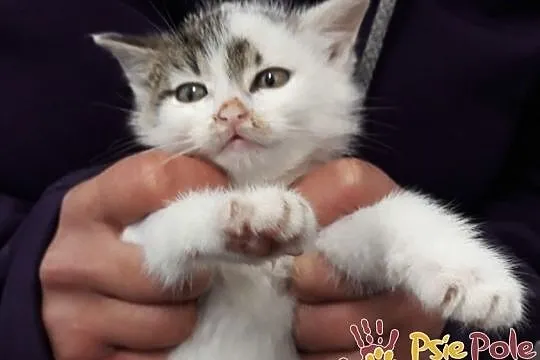 TROCINKA-super śliczna, maleńka kotka po wypadku szuka domu, adopcja, Małopolskie, Kraków
