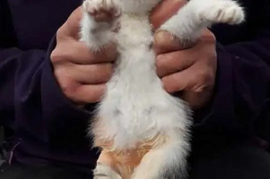 TROCINKA-super śliczna, maleńka kotka po wypadku szuka domu, adopcja, Małopolskie, Kraków