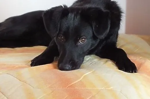 Mironek roczny przeuroczy pieseczek szuka kochając
