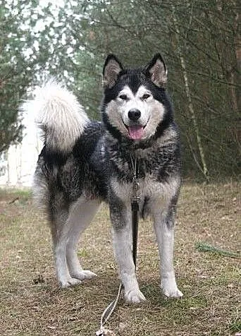 Nixi piękna, duża, wesoła suczka alaskan malamute