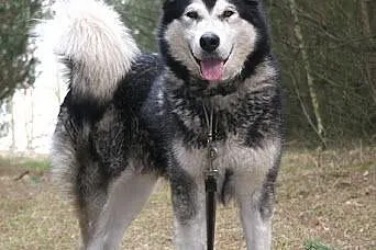Nixi piękna, duża, wesoła suczka alaskan malamute 